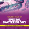 Wallside Chart of Special Bacteriology
